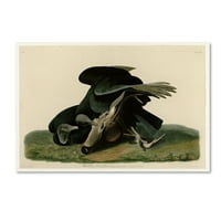 Търговска марка изобразително изкуство 'черна хищна платка 106' платно изкуство от Одубон