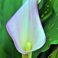 По-добре домове и градини Открит живо растение Кала лилия-розово 1.32 г, част сянка