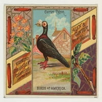 Carrier Pigeon, от серията Birds of Americ