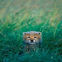 Кения, Масай Мара Гр, Cheetah Cub in Tall Grass Poster Print от Paul Souders